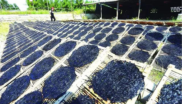 为激发品牌活力，“古浮紫菜”地理标志证明商标获得质押贷款3000万！泉港商标代理机构网上备案流程演示